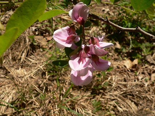 {Robinia nana}